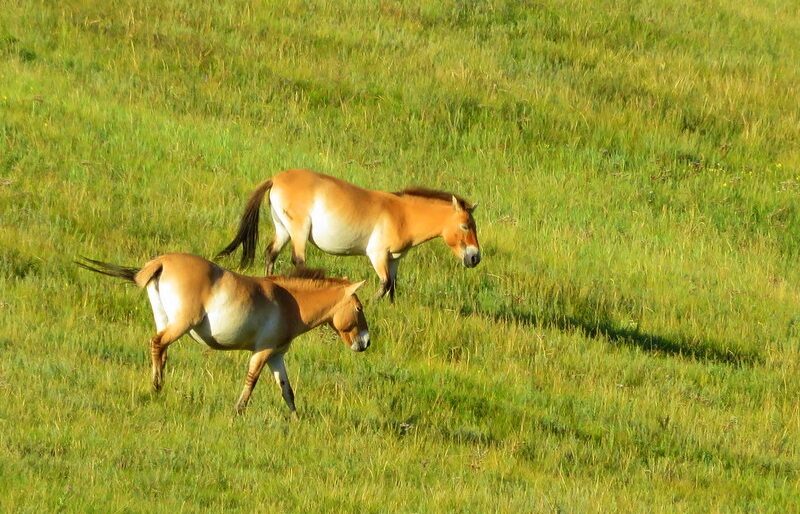 Лошадь Пржевальского