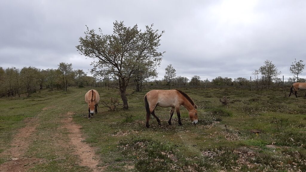 Лошадь Пржевальского