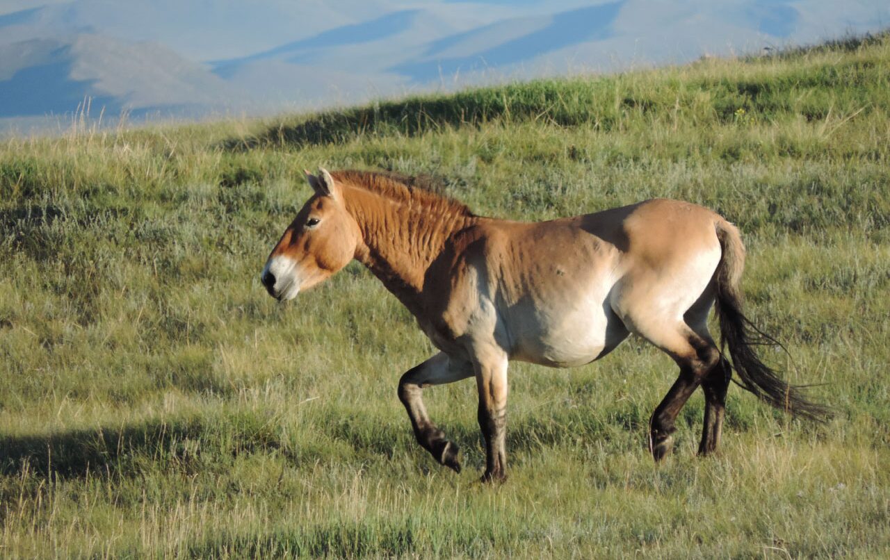 Лошадь Пржевальского