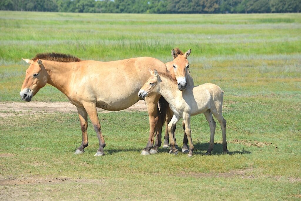 Лошадь Пржевальского