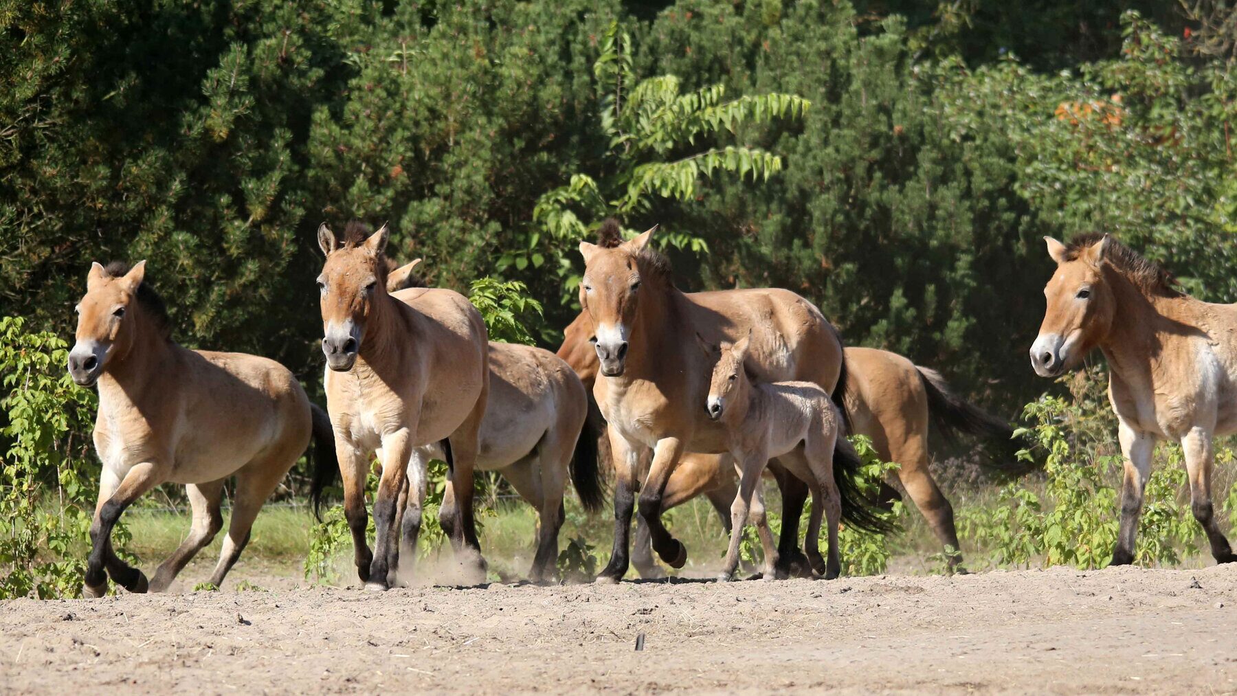 Лошадь Пржевальского