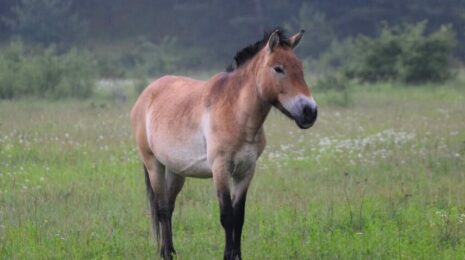 Лошадь Пржевальского