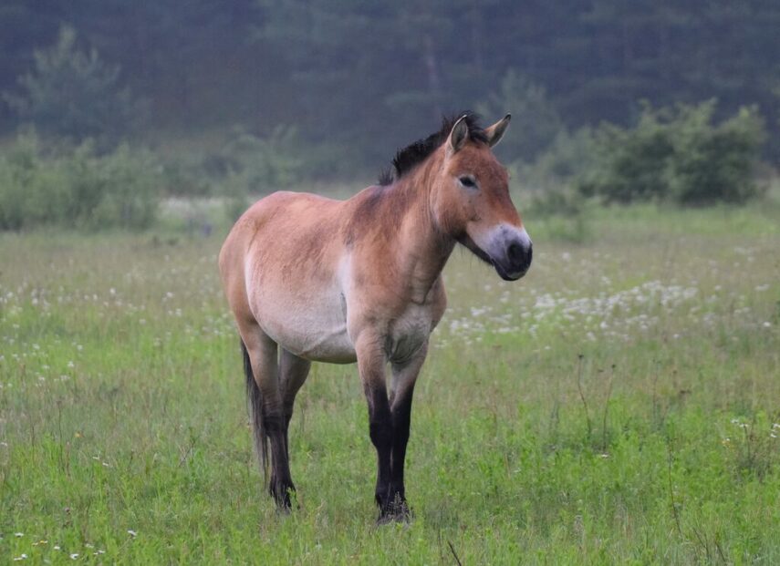 Лошадь Пржевальского