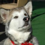 Миниатюра к