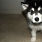 Миниатюра к