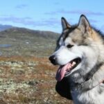 Миниатюра к