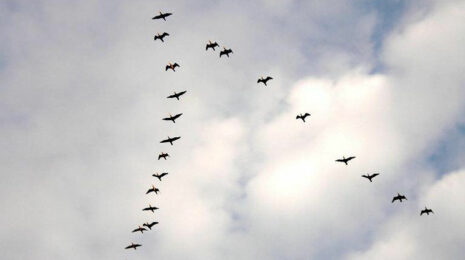 migracija-ptic-mehanizm-kak-pticy-orientirujutsja-opisanie-video-4d25db2.jpg