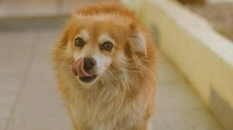 Можно ли собакам манную кашу?