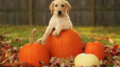 Можно ли собакам тыкву? 🎃