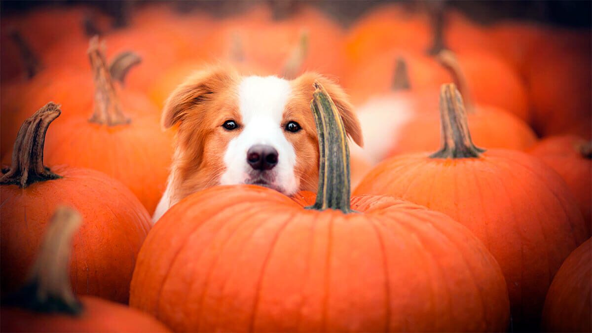 Важно правильно готовить тыкву для любимца Важно правильно готовить тыкву для любимца