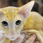 Миниатюра к 