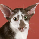 Миниатюра к 