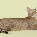 Миниатюра к 