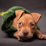 Миниатюра к