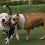 Миниатюра к