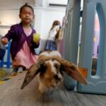 rabbitland-unikalnoe-kroliche-kafe-v-gonkonge-5e21c72-zq5giz.jpg