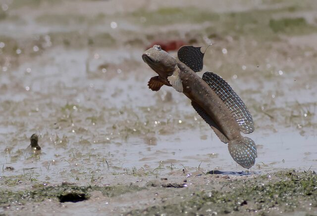 Рыба, которая предпочитает сушу