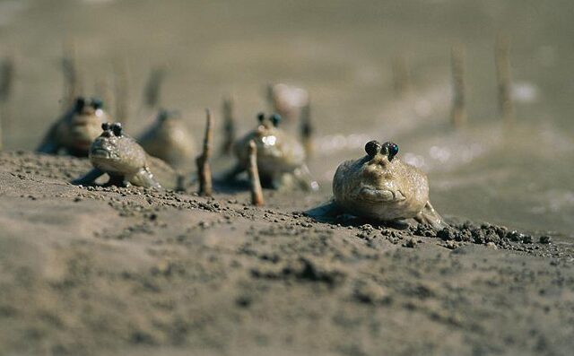 Рыба, которая предпочитает сушу