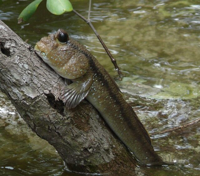 Рыба, которая предпочитает сушу