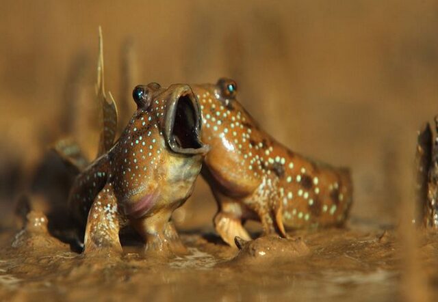 Рыба, которая предпочитает сушу