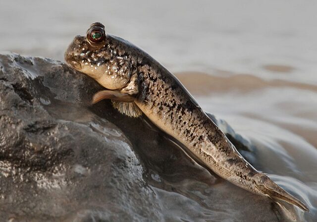 Рыба, которая предпочитает сушу