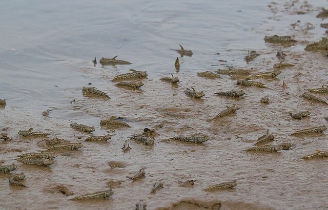 Рыба, которая предпочитает сушу