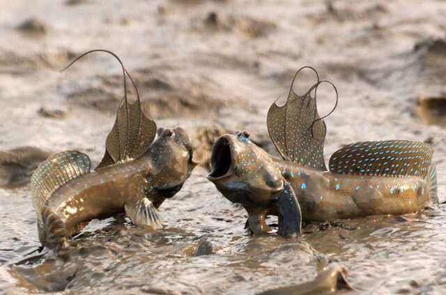 Рыба, которая предпочитает сушу