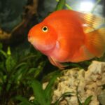 Миниатюра к