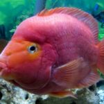 Миниатюра к