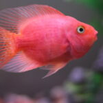 Миниатюра к