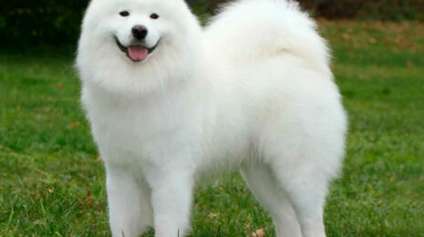 samoedskaja-sobaka-ed5314b.jpg
