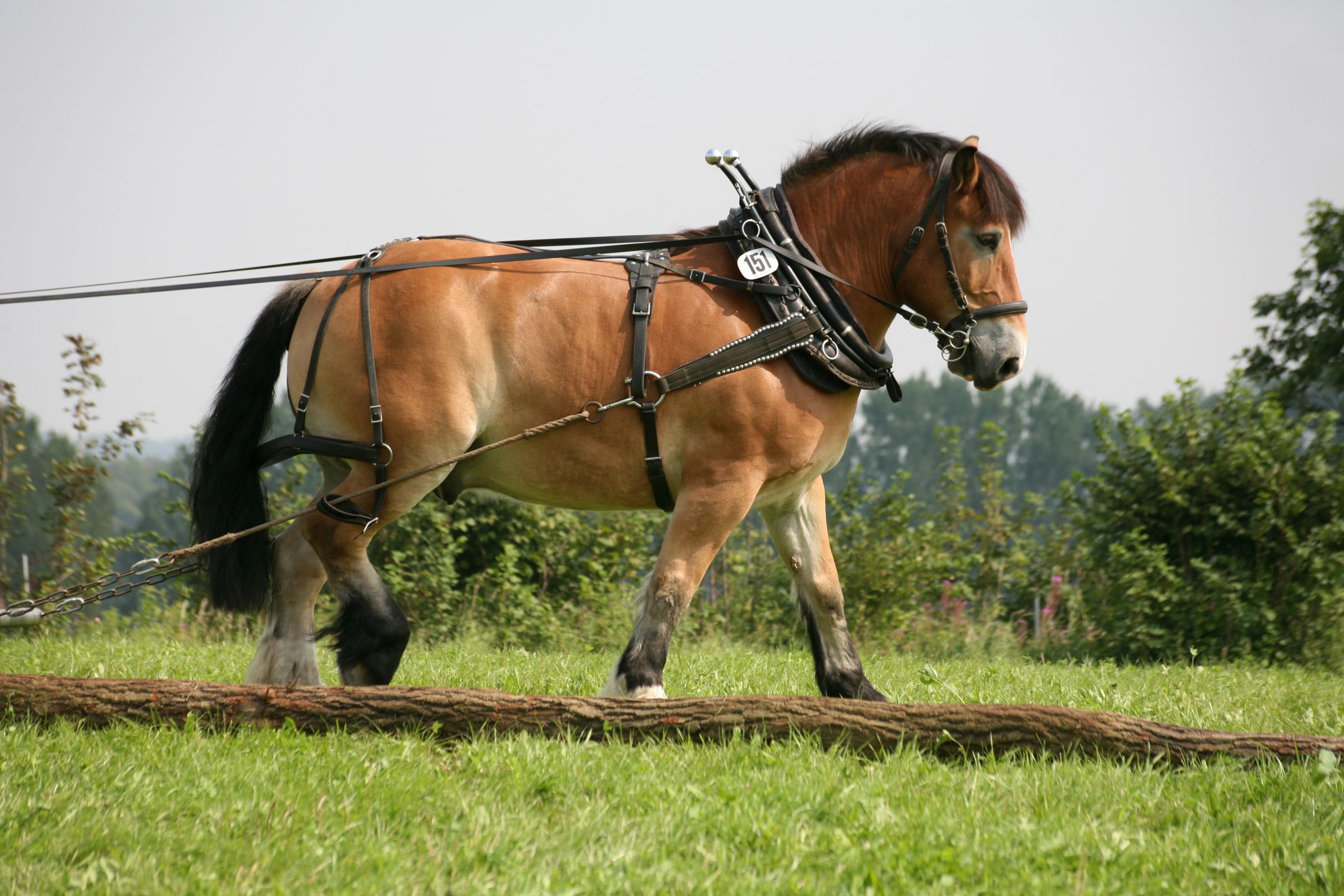 Голландская тягловая