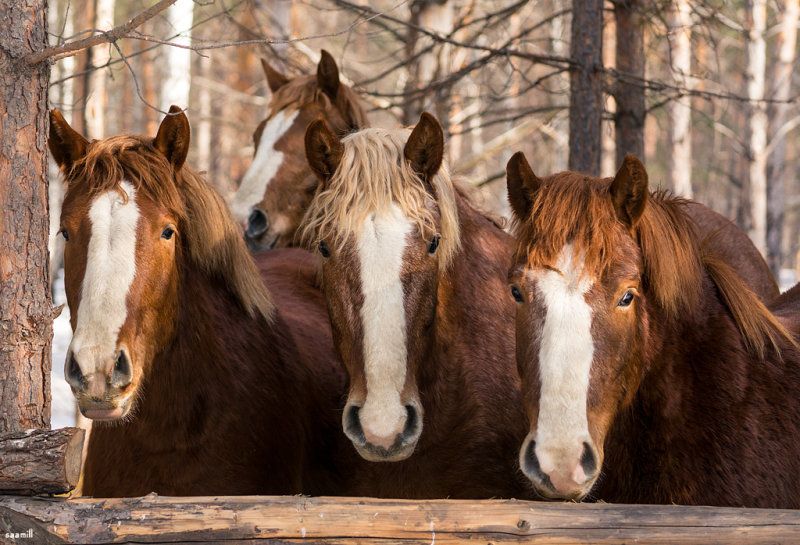 Русский тяжеловоз