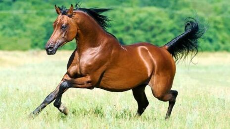 Самые быстрые породы лошадей