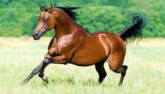 Самые быстрые породы лошадей