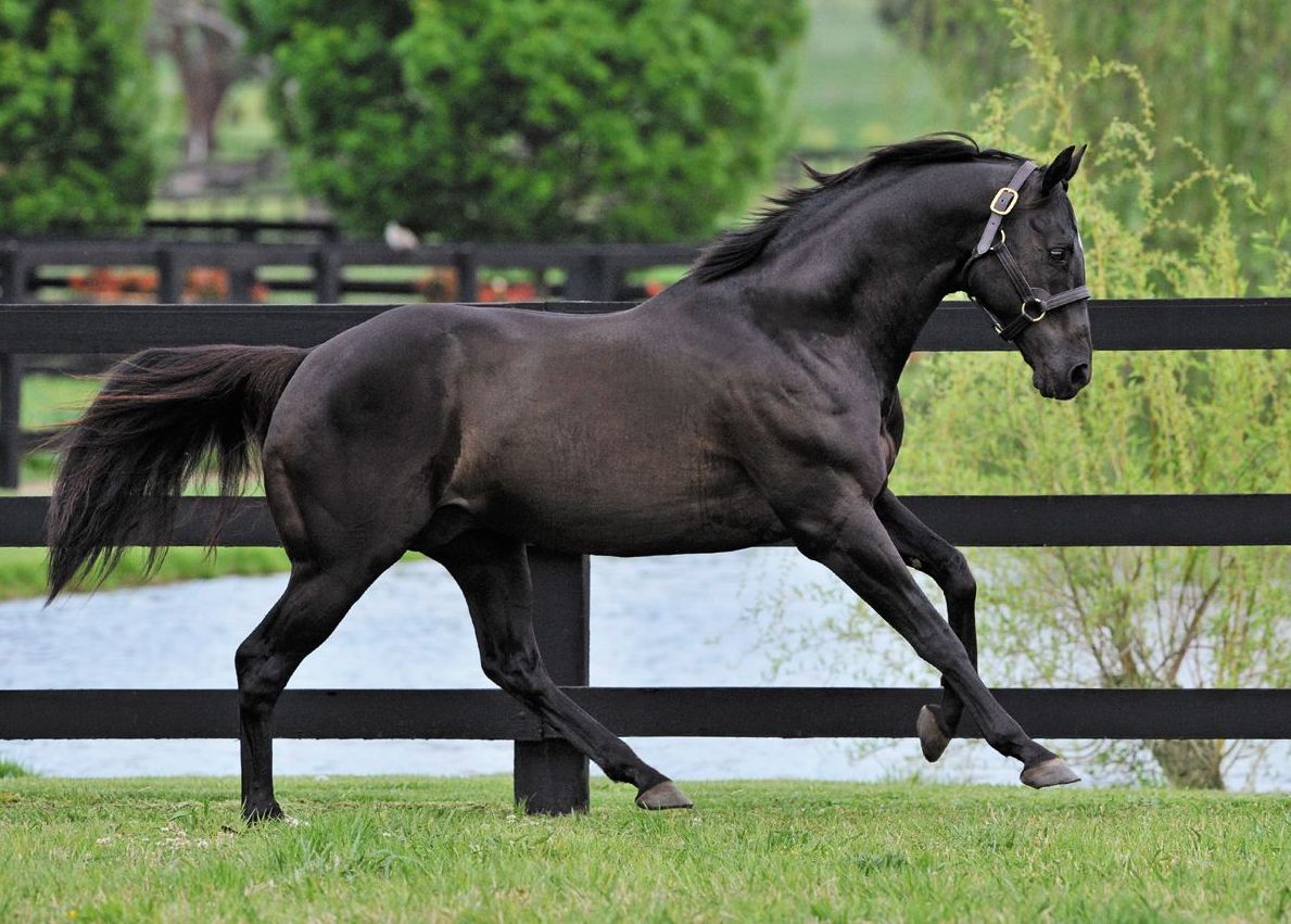 Чистокровная верховая лошадь Чистокровная верховая лошадь