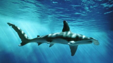 samye-opasnye-akuly-sredizemnogo-morja-spisok-nazvanija-opisanie-areal-foto-i-video-835247d-kquyvx.jpg