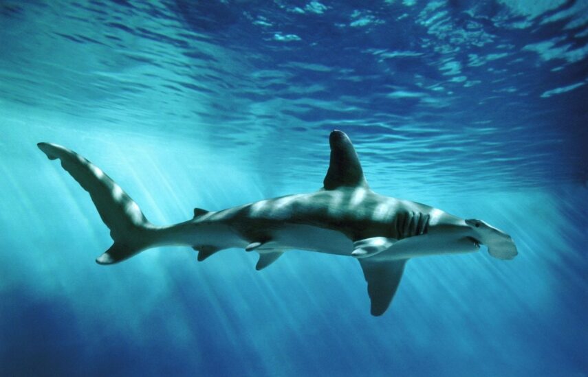 samye-opasnye-akuly-sredizemnogo-morja-spisok-nazvanija-opisanie-areal-foto-i-video-835247d-kquyvx.jpg