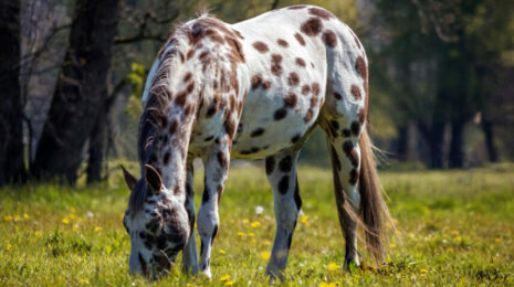 Редкие масти лошадей