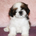 Миниатюра к