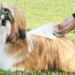 Миниатюра к