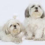 Миниатюра к