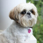 Миниатюра к