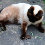 Миниатюра к