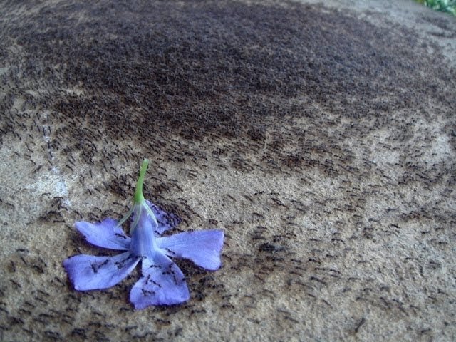 Загадочная «спираль смерти» Загадочная «спираль смерти»