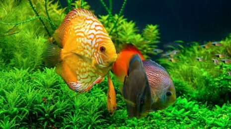 zelenym-akvariumistam-na-zametku-d286cfc-pgwfqg.png