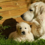 Миниатюра к 