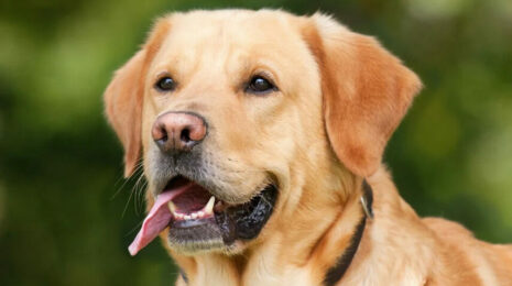 zolotistyj-retriver-sobaka-f31e164.jpg