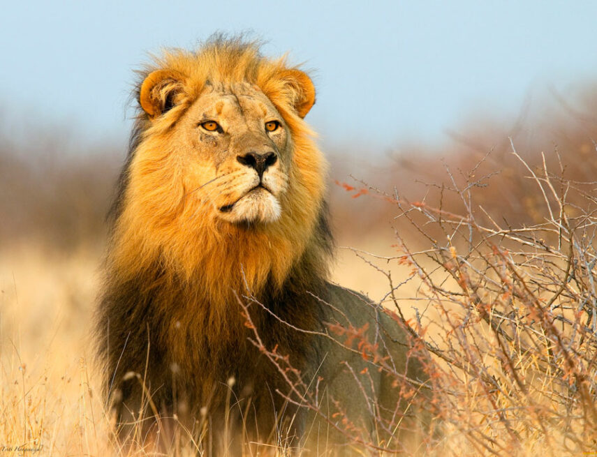 afrikanskij-lev-4fd3d6a-miz3jb.jpg