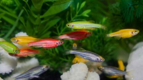 glofish-pervye-gennomodificirovannye-akvariumnye-rybki-ed3f7bc-sozbxa.png